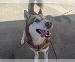 Small #1 Siberian Husky