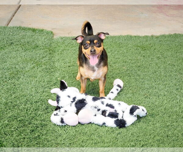 Medium Photo #12 Chipin Puppy For Sale in phoenix, AZ, USA