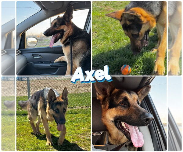 Medium Photo #1 German Shepherd Dog Puppy For Sale in Pierceton , IN, USA