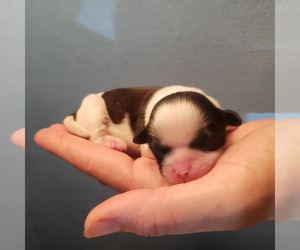 Shih Tzu Puppy for Sale in AKRON, Ohio USA