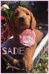 Goldendoodle Puppy for sale in RIMERSBURG, PA, USA