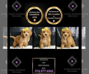 Poodle (Toy) Puppy for sale in WARSAW, IN, USA