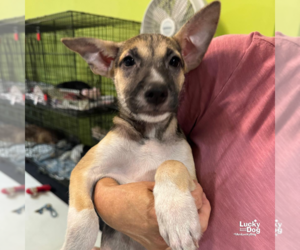 Mutt Dogs for adoption in Washington, DC, USA
