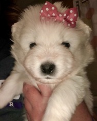 Samoyed Puppy for sale in KEARNEY, MO, USA