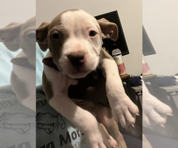 Medium Photo #23 American Bully Puppy For Sale in BUFFALO, NY, USA