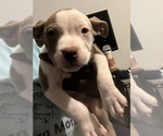 Small Photo #23 American Bully Puppy For Sale in BUFFALO, NY, USA