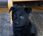Small Photo #1 German Shepherd Dog Puppy For Sale in COTTAGEVILLE, SC, USA