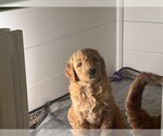 Small #1 Goldendoodle