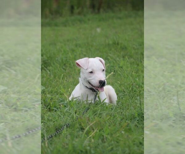 Medium Photo #1 Mutt Puppy For Sale in garner, NC, USA
