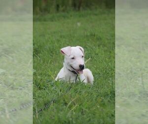 Mutt Dogs for adoption in garner, NC, USA