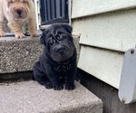 Small Photo #1 Chinese Shar-Pei Puppy For Sale in DIMONDALE, MI, USA