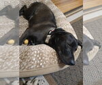 Small #6 Labrador Retriever Mix