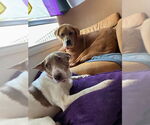 Small #7 American Pit Bull Terrier Mix