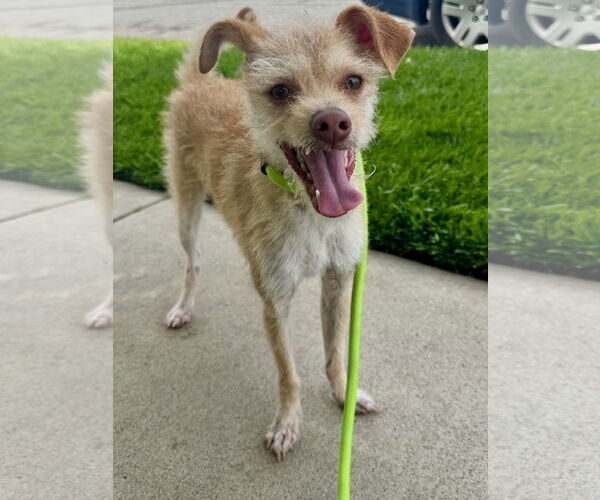 Medium Photo #4 Chihuahua Puppy For Sale in Newport Beach, CA, USA
