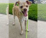 Small #3 Chihuahua