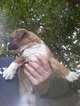 Small Photo #9 Boxer Puppy For Sale in KENNEWICK, WA, USA
