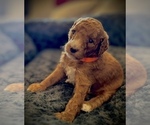 Small #1 Poodle (Standard)
