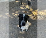 Small #15 Labrador Retriever-Red Heeler Mix