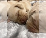 Small Photo #5 Labrador Retriever Puppy For Sale in MC LEANSBORO, IL, USA