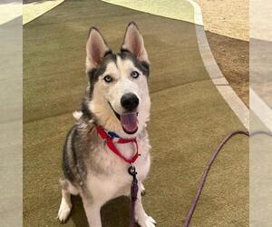 Siberian Husky-Unknown Mix Dogs for adoption in Las Vegas, NV, USA