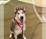 Small Siberian Husky Mix