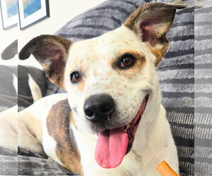 Pointer-Red Heeler Mix Dogs for adoption in Huntley, IL, USA