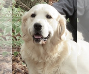 Father of the Golden Retriever puppies born on 07/17/2019