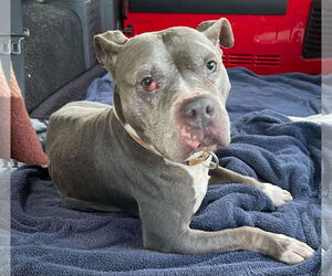 Mutt Dogs for adoption in Sheboygan, WI, USA