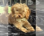 Small Photo #9 Goldendoodle mix (+ Poodle Miniature) Puppy For Sale in MENIFEE, CA, USA
