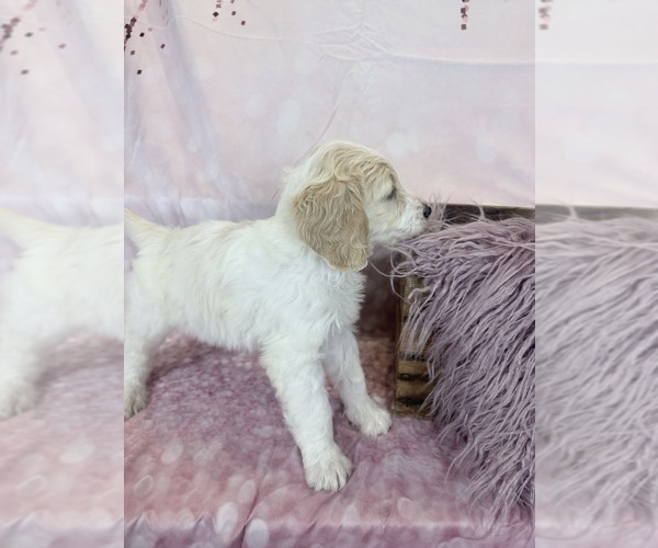 Medium Photo #105 Aussie-Poo-Goldendoodle Mix Puppy For Sale in COMMERCE, MI, USA