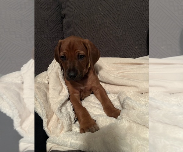 Medium Photo #7 Rhodesian Ridgeback Puppy For Sale in MURFREESBORO, TN, USA