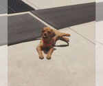 Small #1 Pug Mix