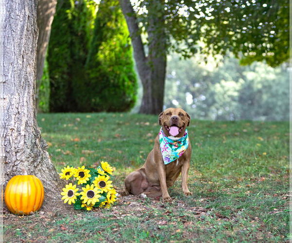 Medium Photo #5 Mutt Puppy For Sale in Unionville, PA, USA