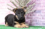 Small Photo #1 German Shepherd Dog Puppy For Sale in BEL AIR, MD, USA
