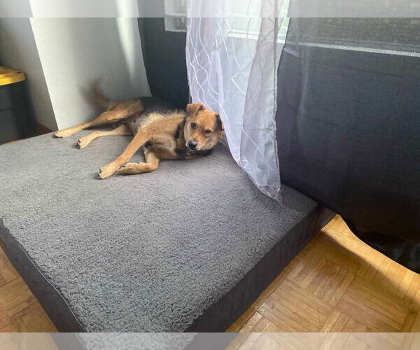Medium Photo #16 German Shepherd Dog-Unknown Mix Puppy For Sale in Escondido, CA, USA