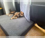 Small #15 German Shepherd Dog Mix