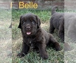 Puppy Belle Newfoundland