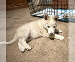 Small #2 Siberian Husky