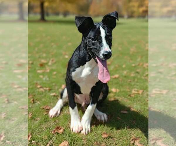 Medium Photo #6 Mutt Puppy For Sale in Talladega, AL, USA