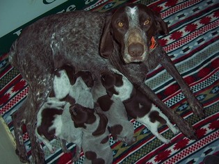 Father of the German Shorthaired Pointer puppies born on 05/15/2018