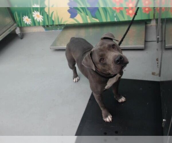 Medium Photo #1 American Pit Bull Terrier Puppy For Sale in Waco, TX, USA