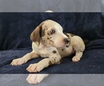 Small #16 Catahoula Leopard Dog
