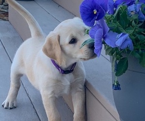 Golden Labrador Puppy for sale in CHINA GROVE, NC, USA