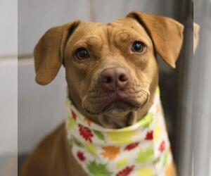 American Staffordshire Terrier-Unknown Mix Dogs for adoption in San Antonio, TX, USA
