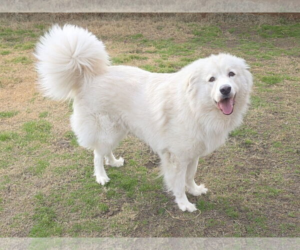 Medium Photo #5 Chow Chow-Great Pyrenees Mix Puppy For Sale in Houston, TX, USA