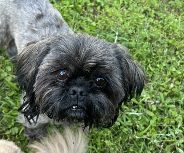 Medium Photo #1 Shih Tzu Puppy For Sale in NEW BOSTON, TX, USA