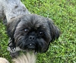 Small Photo #1 Shih Tzu Puppy For Sale in NEW BOSTON, TX, USA