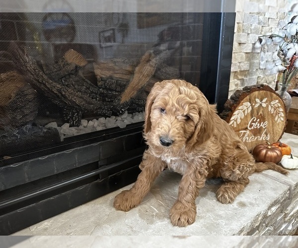 Medium Photo #22 Goldendoodle Puppy For Sale in MONTROSE, CO, USA