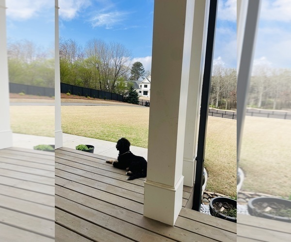 Medium Photo #8 Bernedoodle-Bernese Mountain Dog Mix Puppy For Sale in CANTON, GA, USA