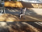 Small Photo #1 French Bulldog Puppy For Sale in SANTA CLARITA, CA, USA